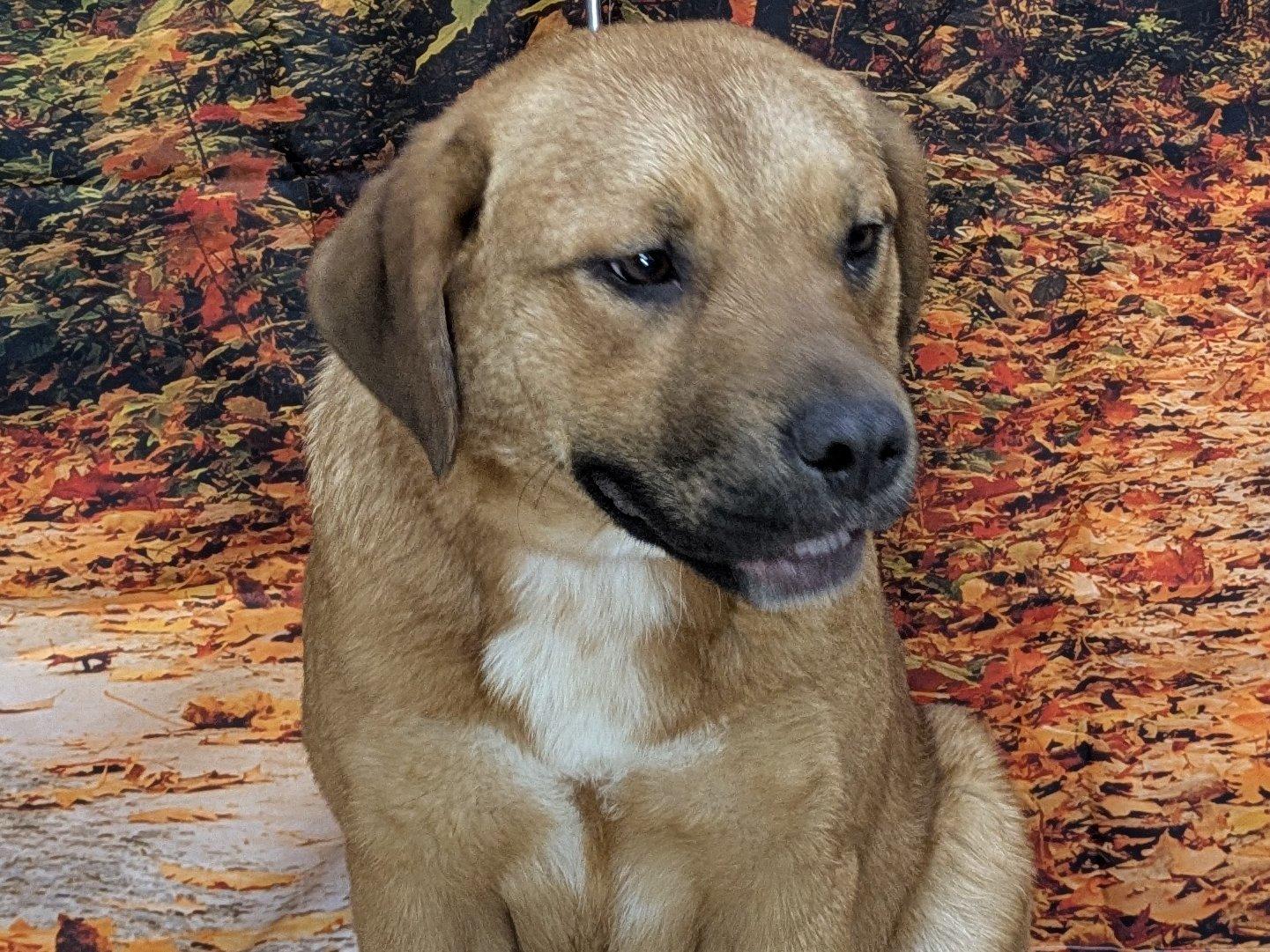 Enlarge Boudica, a ADOPTABLE mixed breed in Republic, WA image 5/6