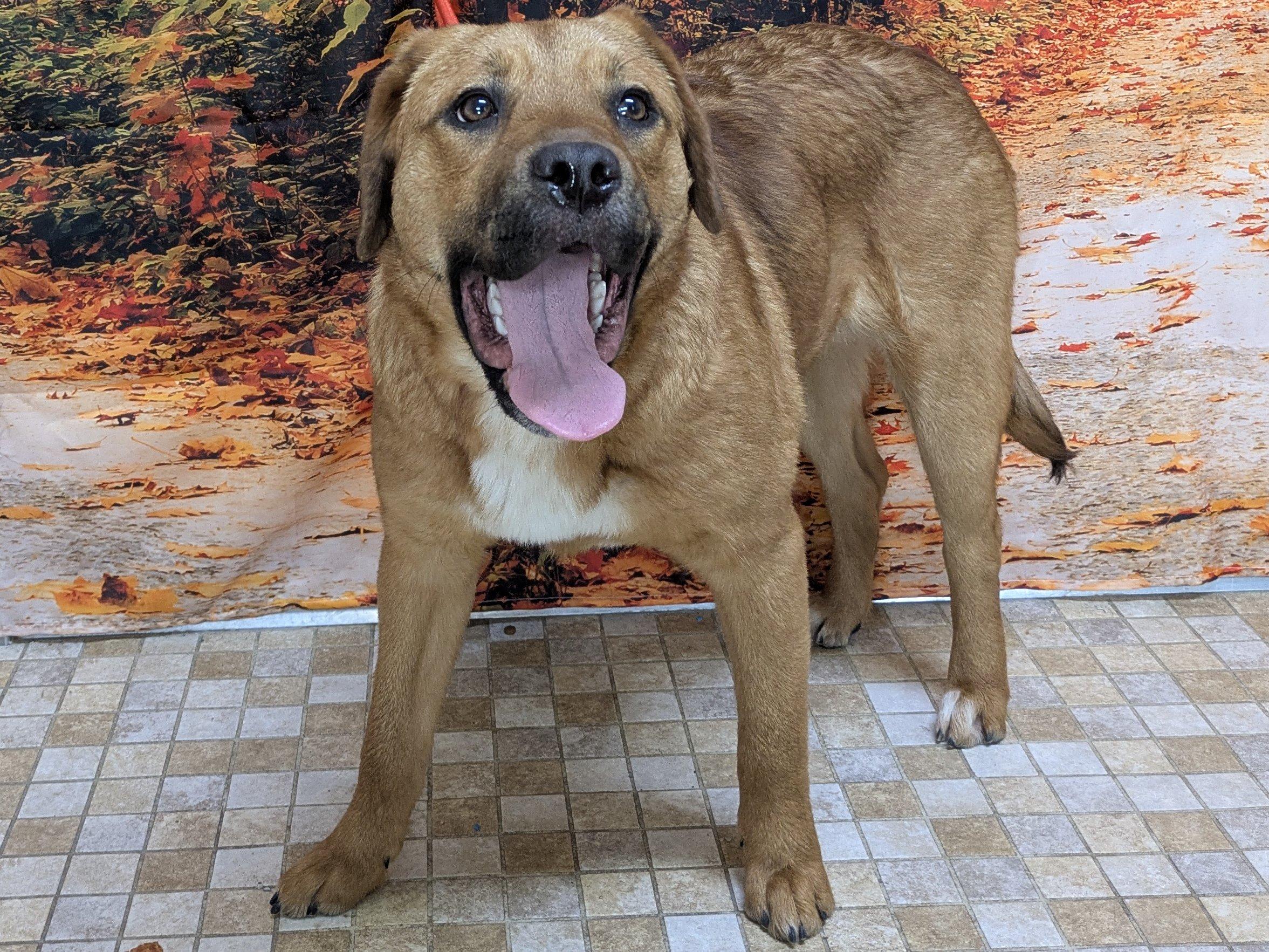 Enlarge Boudica, a ADOPTABLE mixed breed in Republic, WA image 2/6