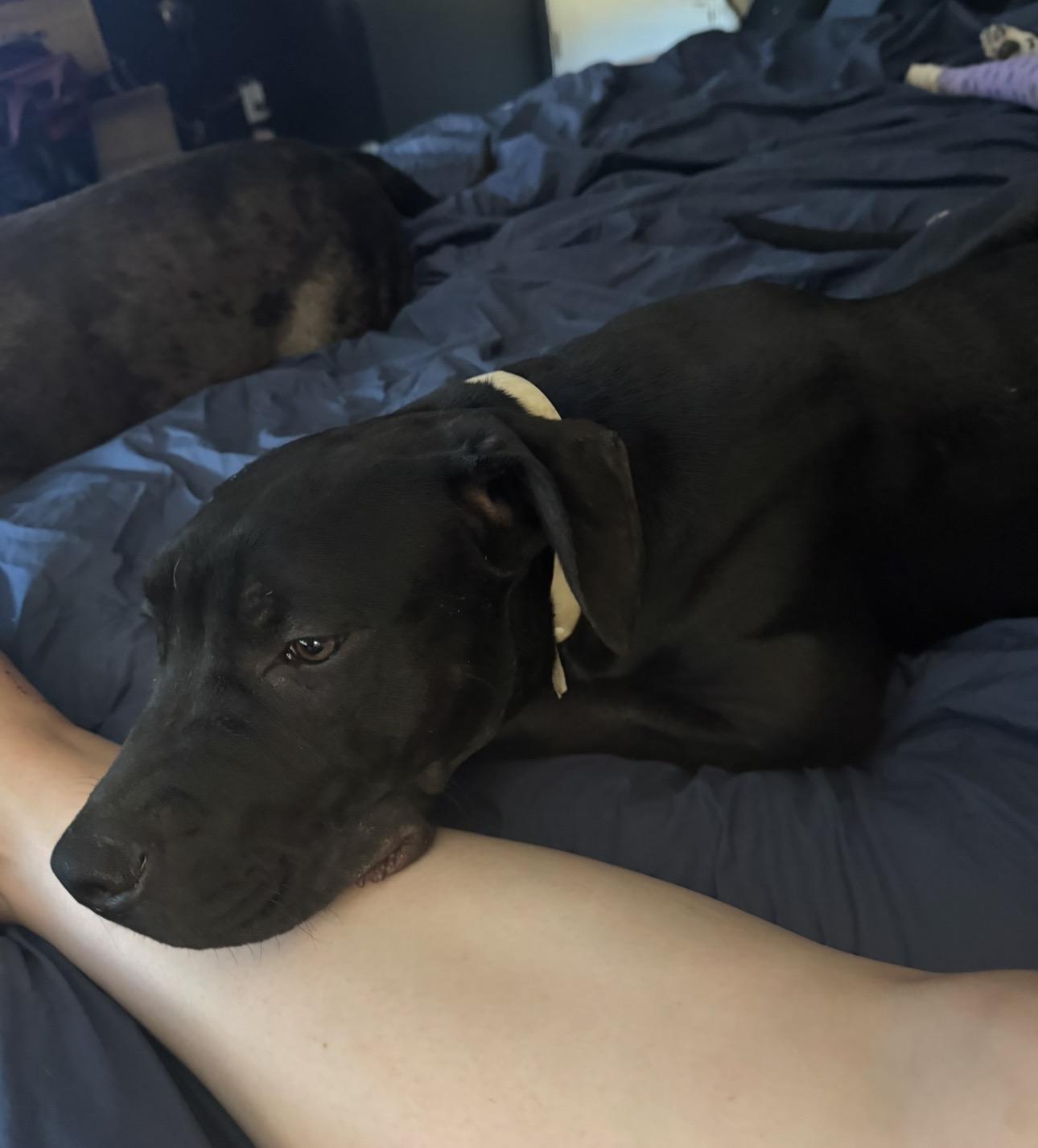 Ollie, an adopted mixed breed in Denver, CO image 3/6
