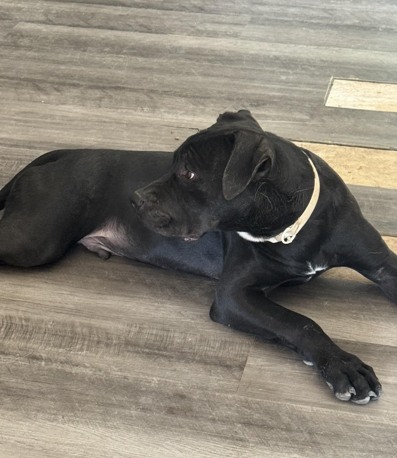 Ollie, an adopted mixed breed in Denver, CO image 2/6