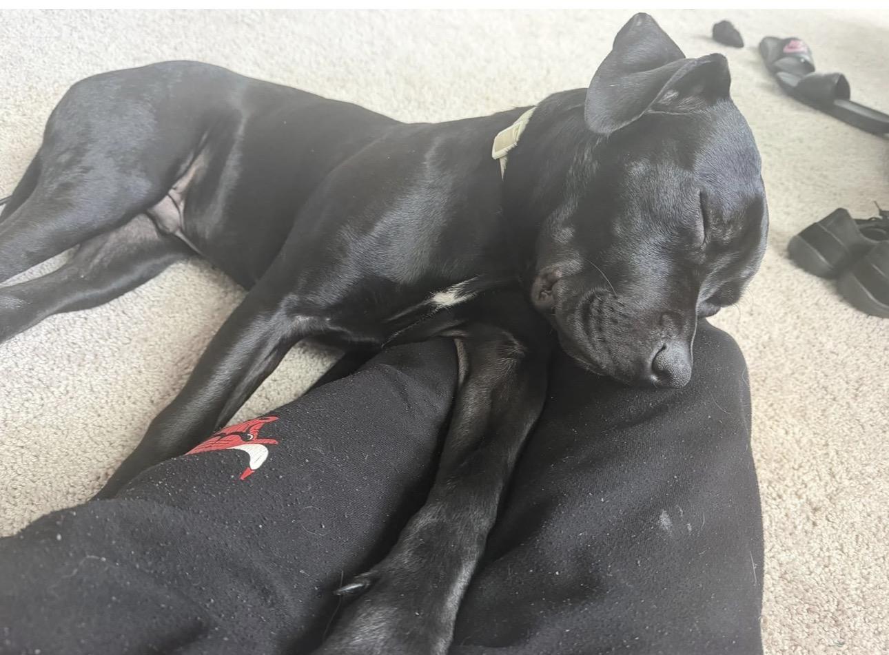 Ollie, an adopted mixed breed in Denver, CO image 5/6