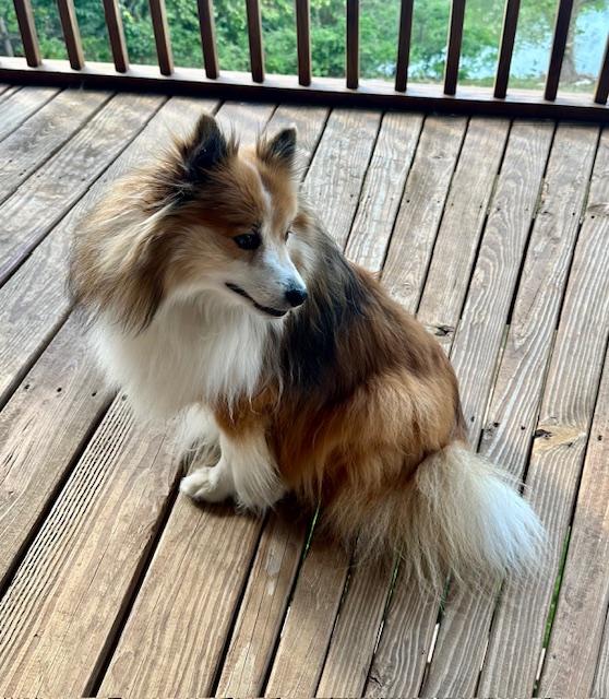 Enlarge DALTON, a Adopted mixed breed in Shell Knob, MO image 1/5