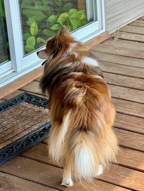 Enlarge DALTON, a Adopted mixed breed in Shell Knob, MO image 2/5