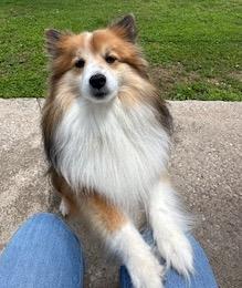 Enlarge DALTON, a Adopted mixed breed in Shell Knob, MO image 3/5