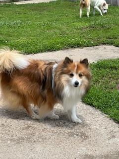 Enlarge DALTON, a Adopted mixed breed in Shell Knob, MO image 4/5