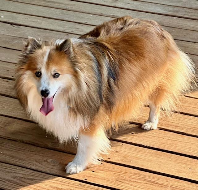 Enlarge DALTON, a Adopted mixed breed in Shell Knob, MO image 5/5