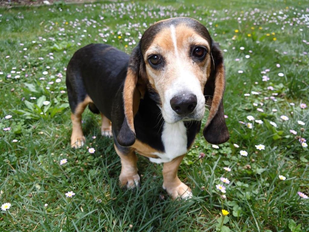 Enlarge Holly, a Adoptable mixed breed in Sebastian, FL image 2/2