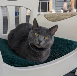 Enlarge GRACIE, a Adoptable Domestic Short Hair in KENTON, DE image 5/6