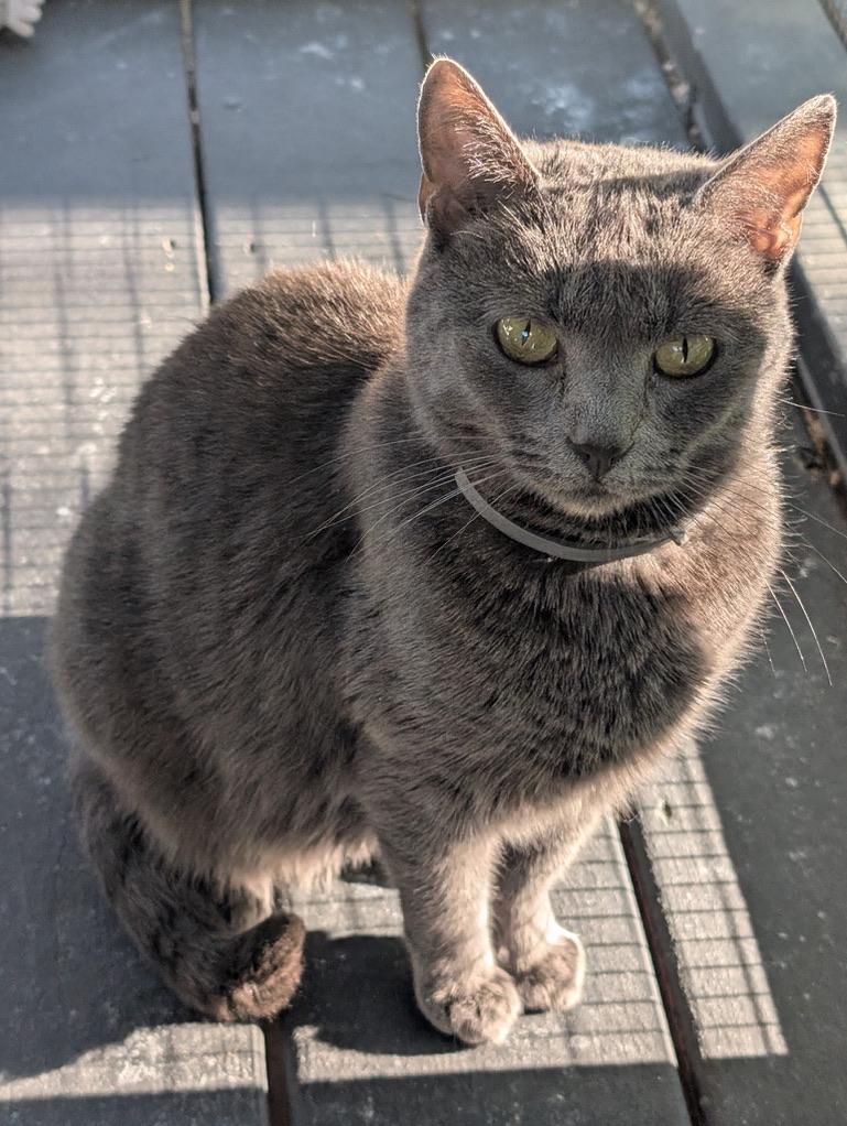 Enlarge GRACIE, a Adoptable Domestic Short Hair in KENTON, DE image 3/6