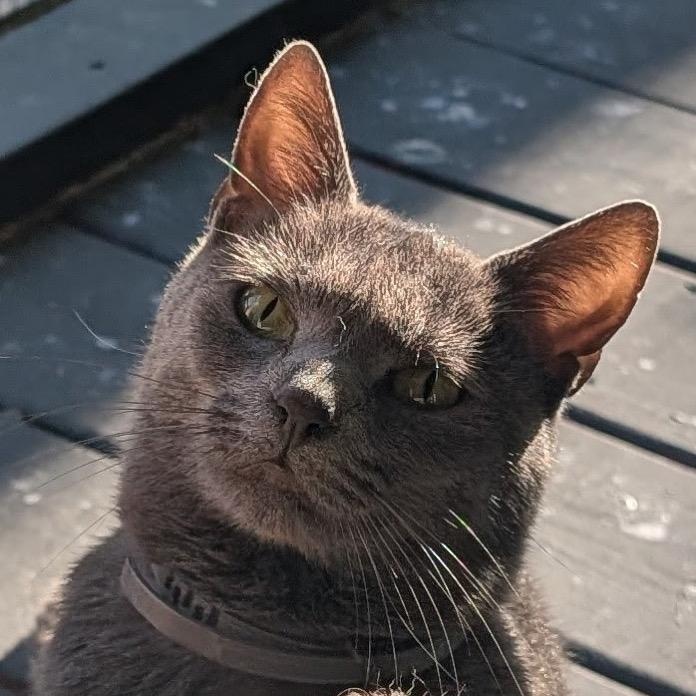 Enlarge GRACIE, a Adoptable Domestic Short Hair in KENTON, DE image 2/6