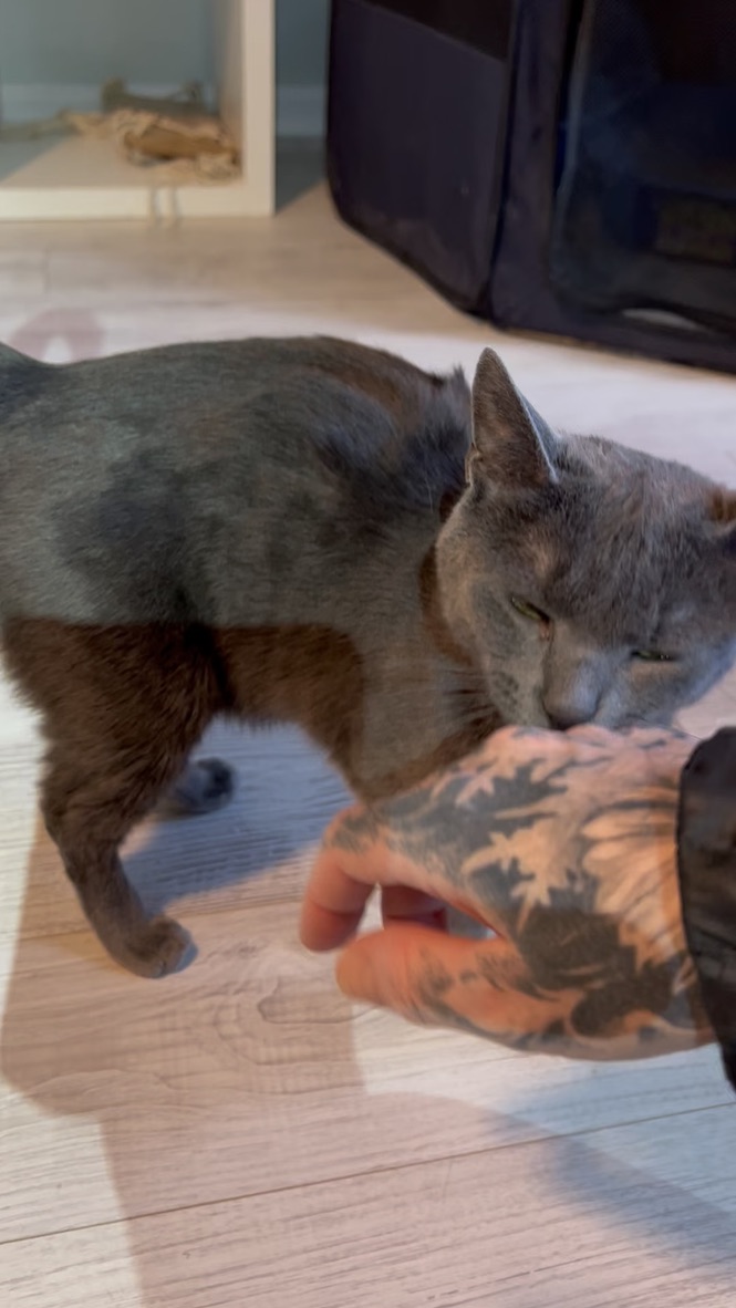 Enlarge GRACIE, a Adoptable Domestic Short Hair in KENTON, DE image 6/6