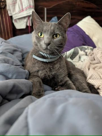 GRACIE