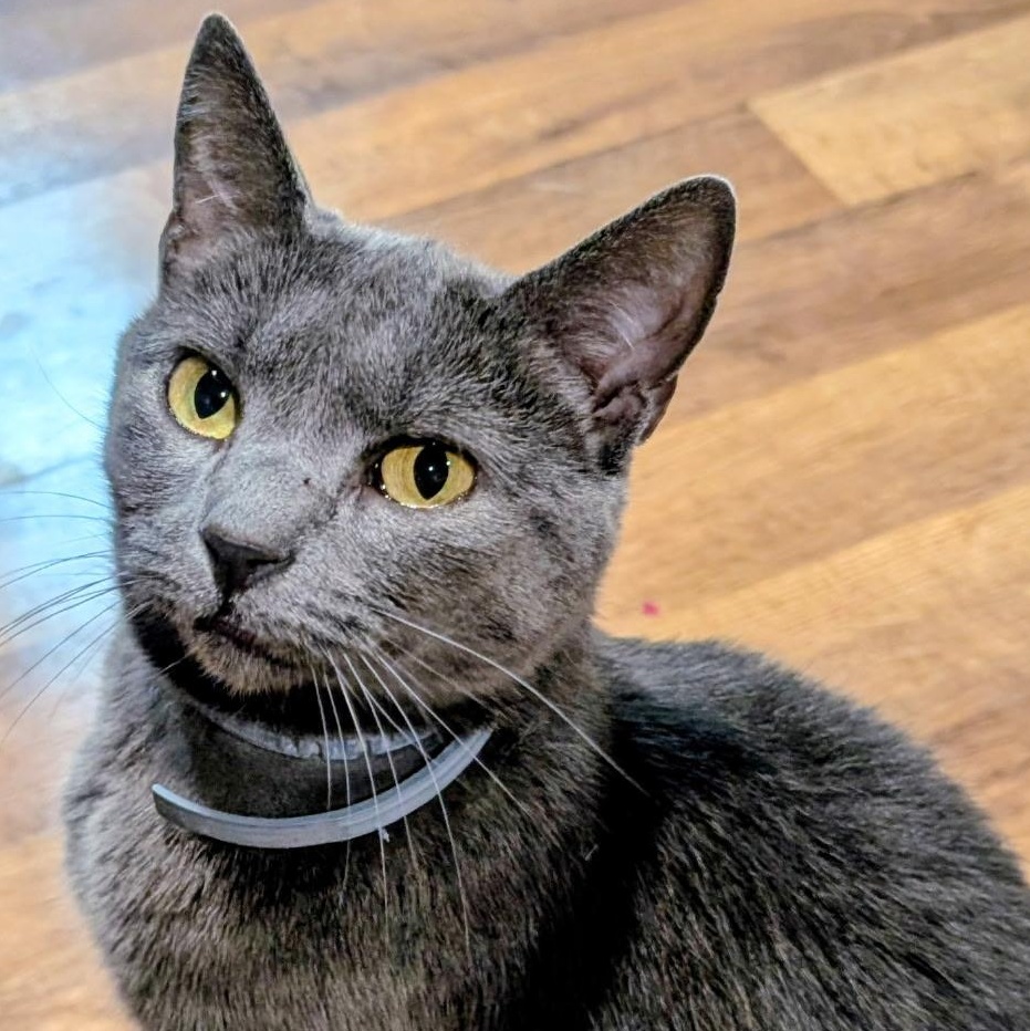Enlarge GRACIE, a Adoptable Domestic Short Hair in KENTON, DE image 1/6