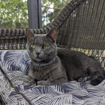 Enlarge GRACIE, a Adoptable Domestic Short Hair in KENTON, DE image 4/6