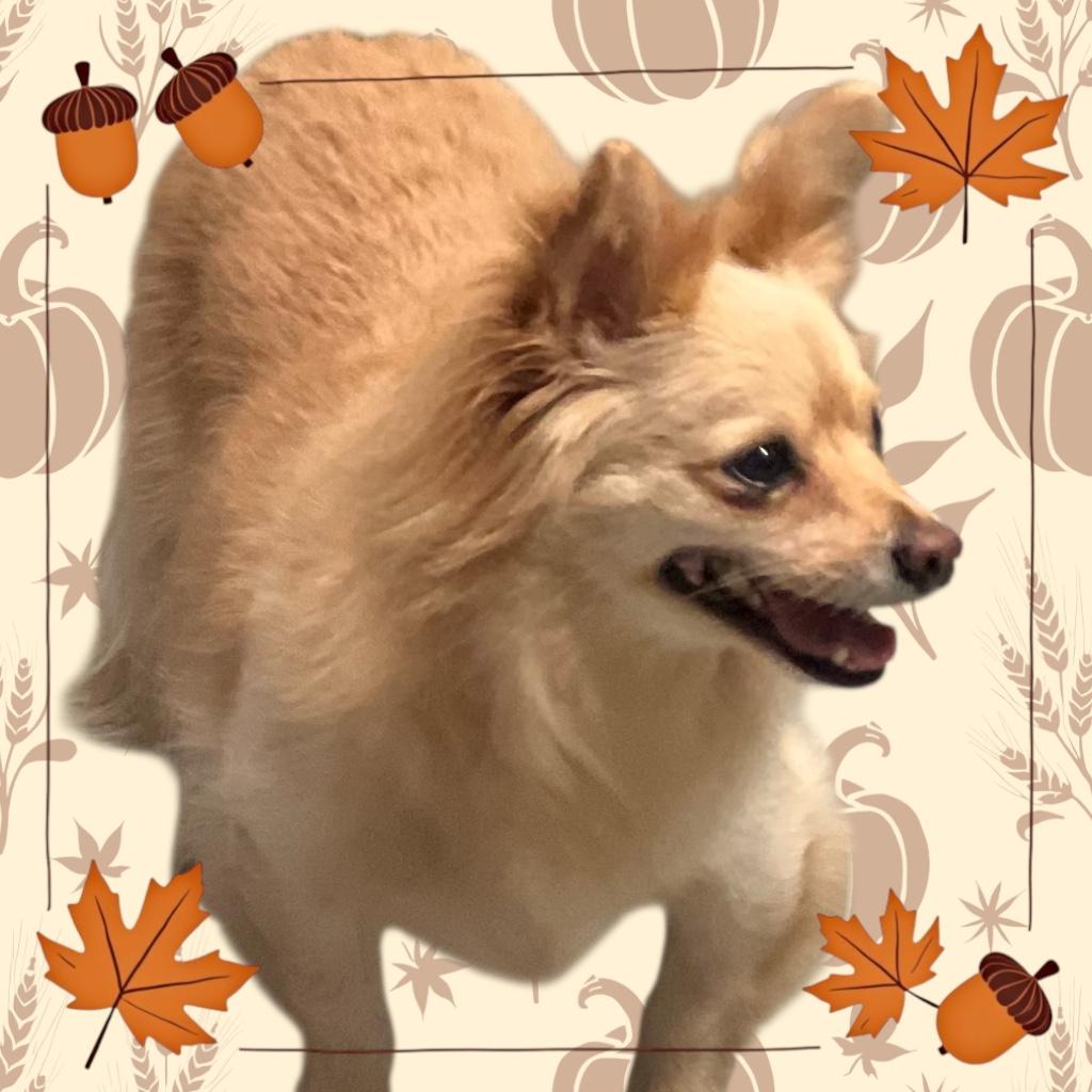 Loki, an adoptable Pomeranian in Soldotna, AK, 99669 | Photo Image 2