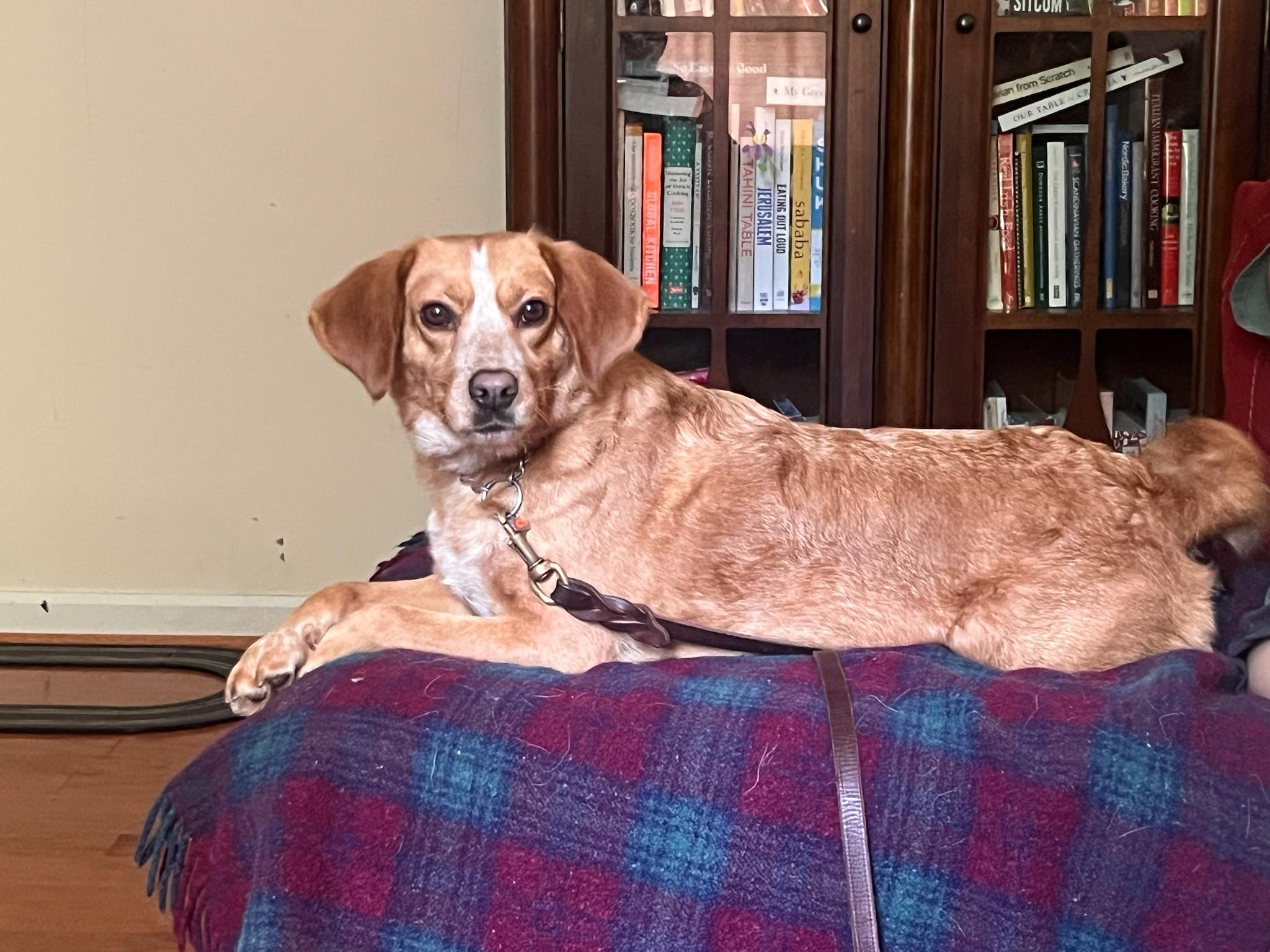 Enlarge Bailey, a Adoptable English Coonhound in Richmond, VA image 3/5