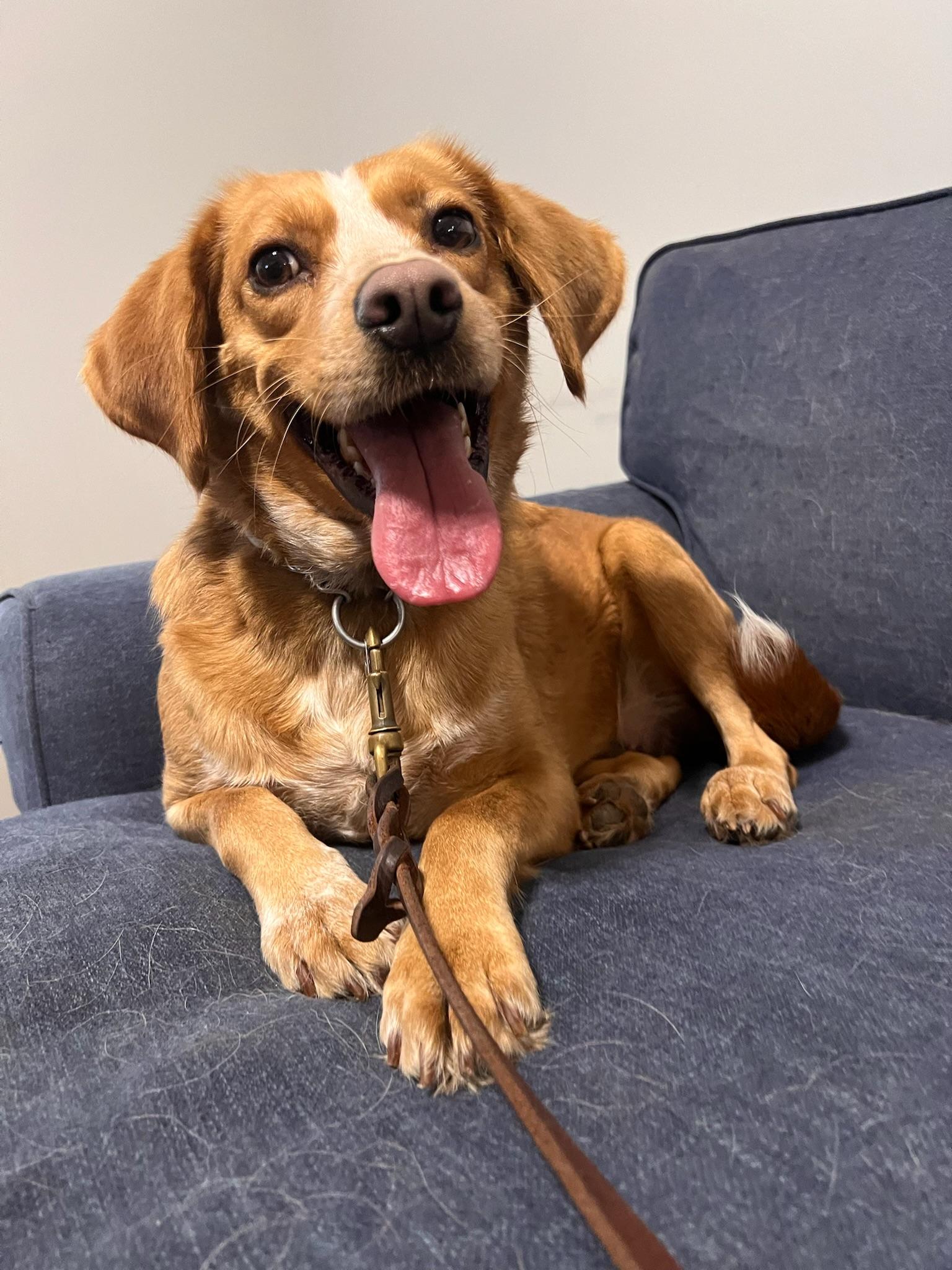 Bailey, Adoptable, Young Female English Coonhound.
