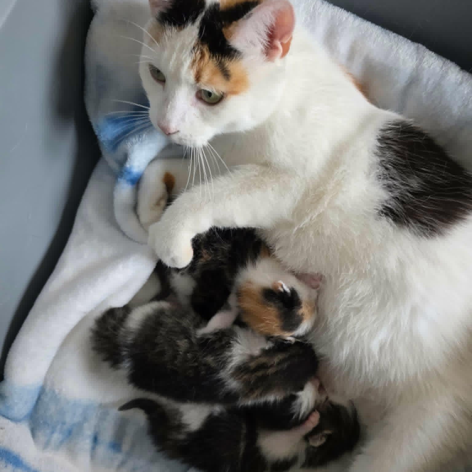 Enlarge Trinity - Velcro Lovebug, an adopted Calico in Hamilton, ON image 3/4