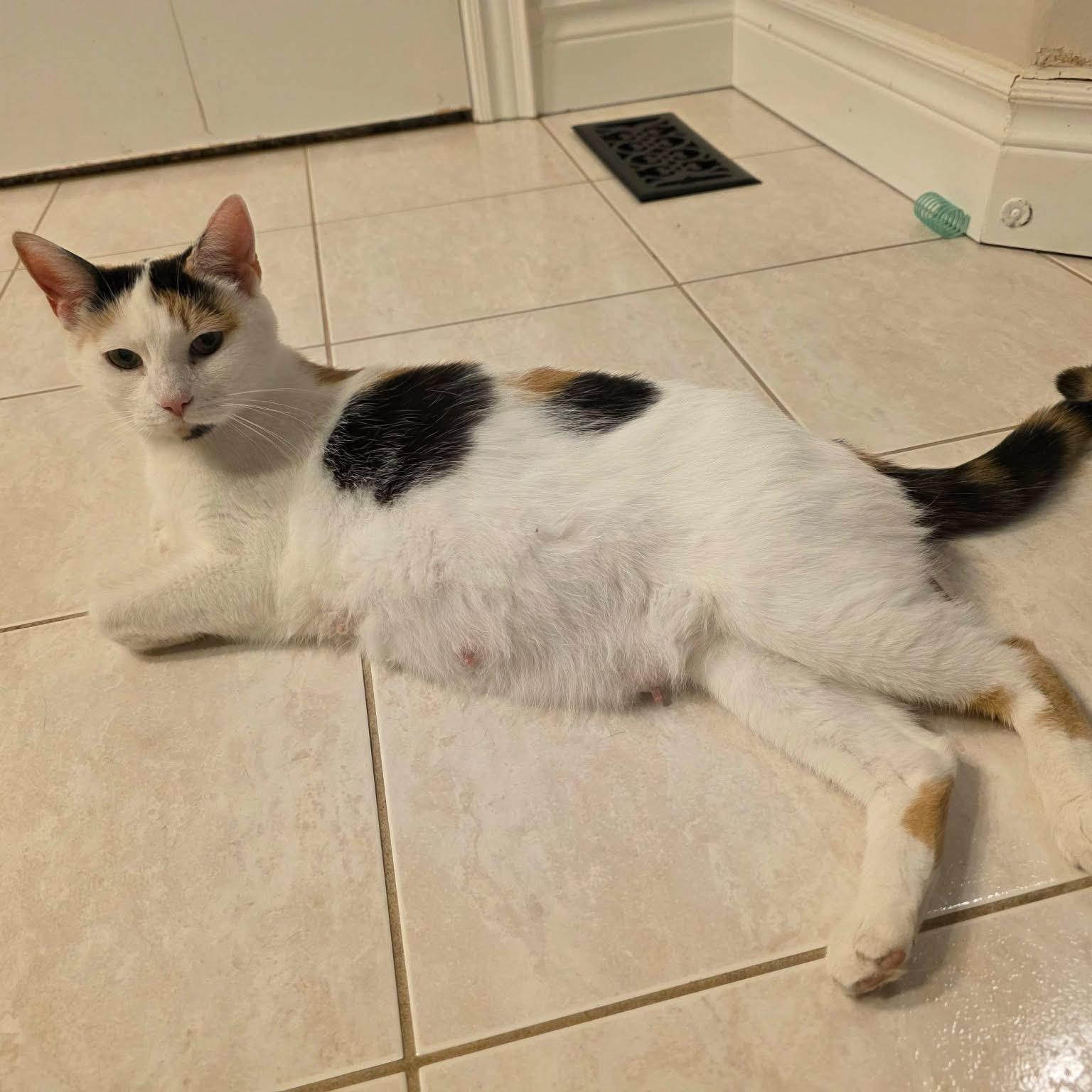Enlarge Trinity - Velcro Lovebug, an adopted Calico in Hamilton, ON image 4/4
