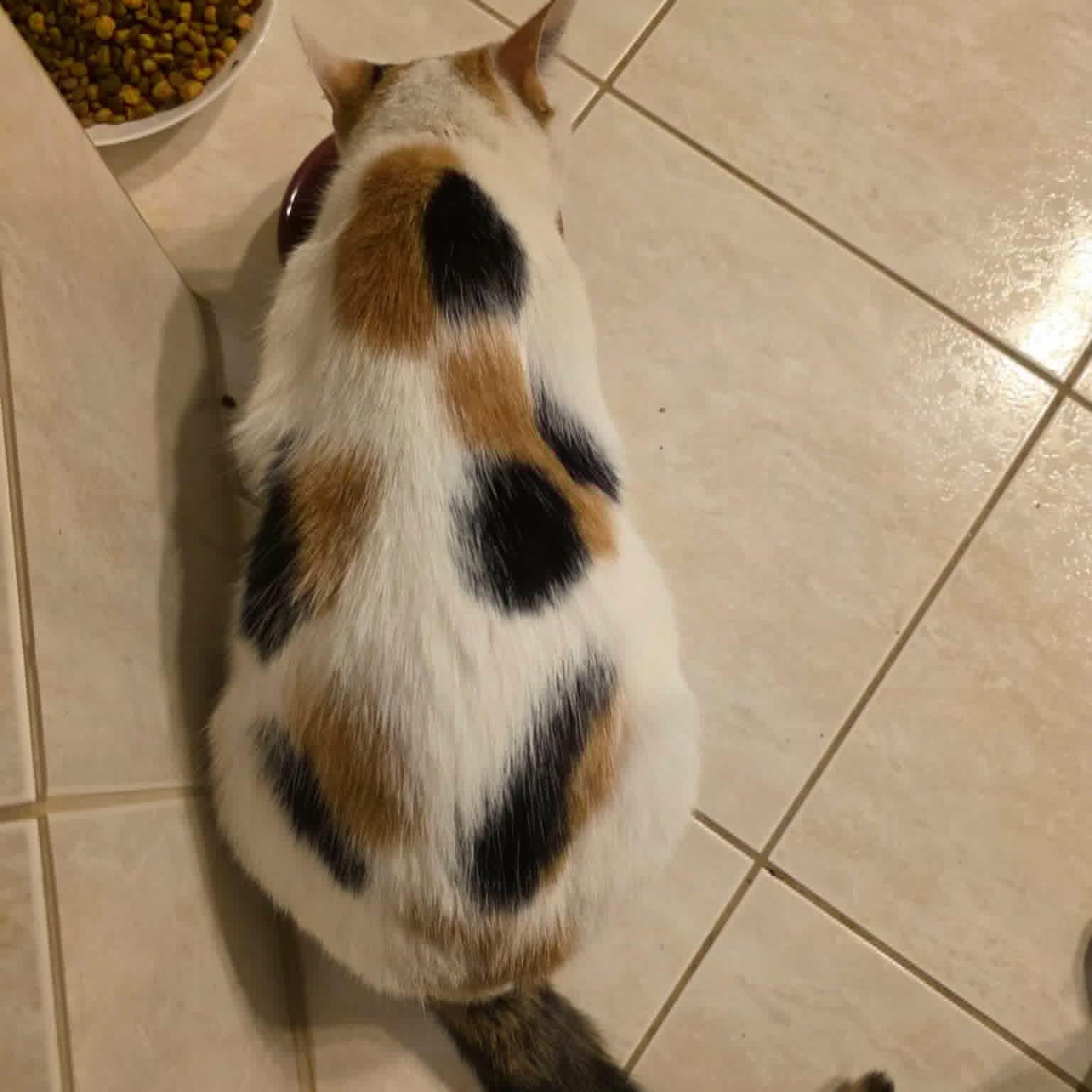 Enlarge Trinity - Velcro Lovebug, an adopted Calico in Hamilton, ON image 2/4