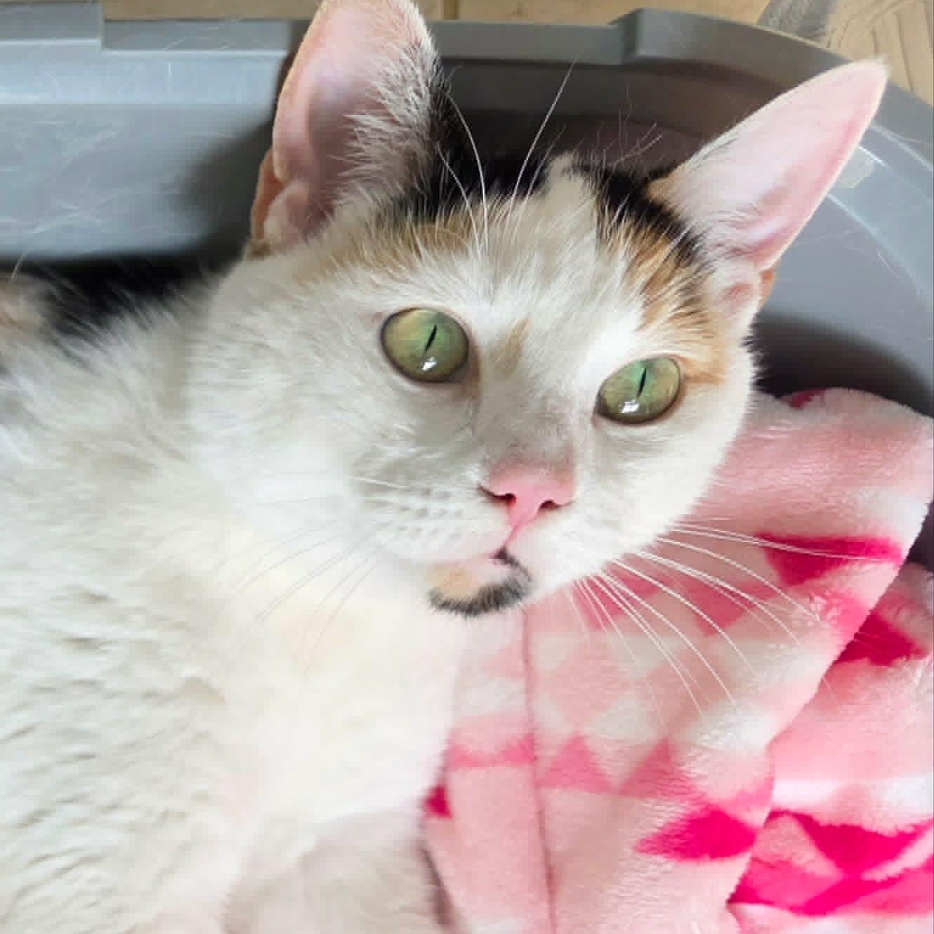 Enlarge Trinity - Velcro Lovebug, an adopted Calico in Hamilton, ON image 1/4