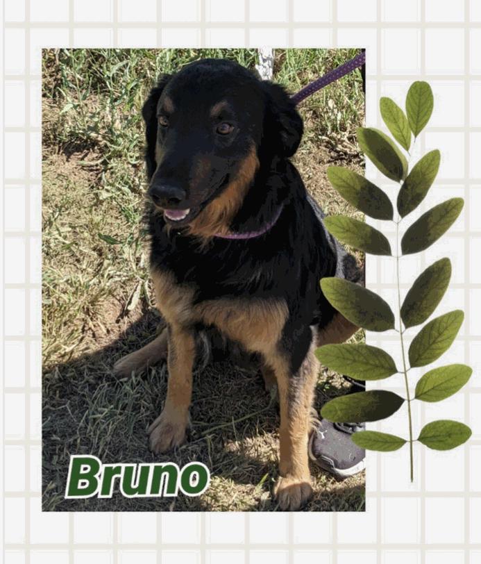 Enlarge bruno, a Adoptable English Shepherd in Amarillo, TX image 1/1