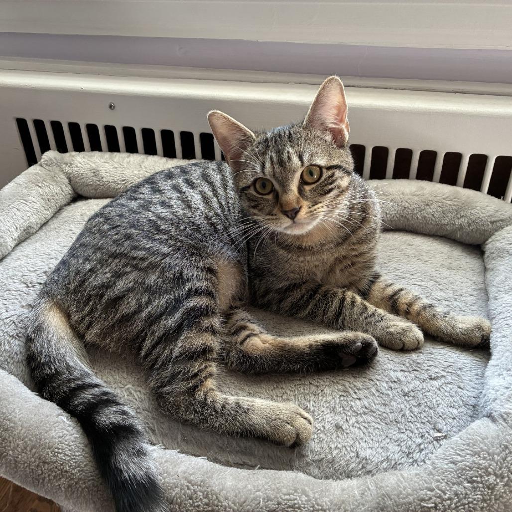 Enlarge Buttercup, a Adoptable Domestic Short Hair in Baltimore, MD image 1/5