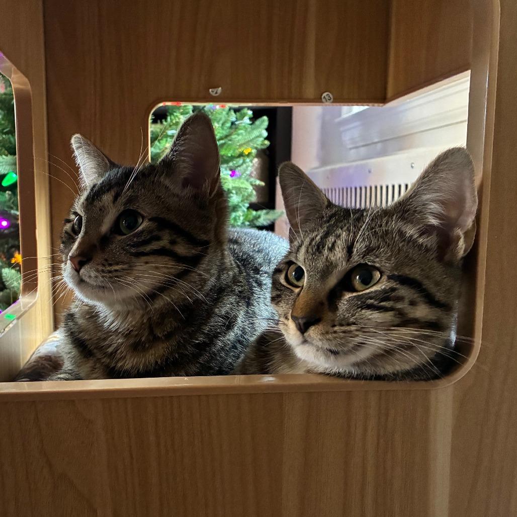 Enlarge Buttercup, a Adoptable Domestic Short Hair in Baltimore, MD image 2/5