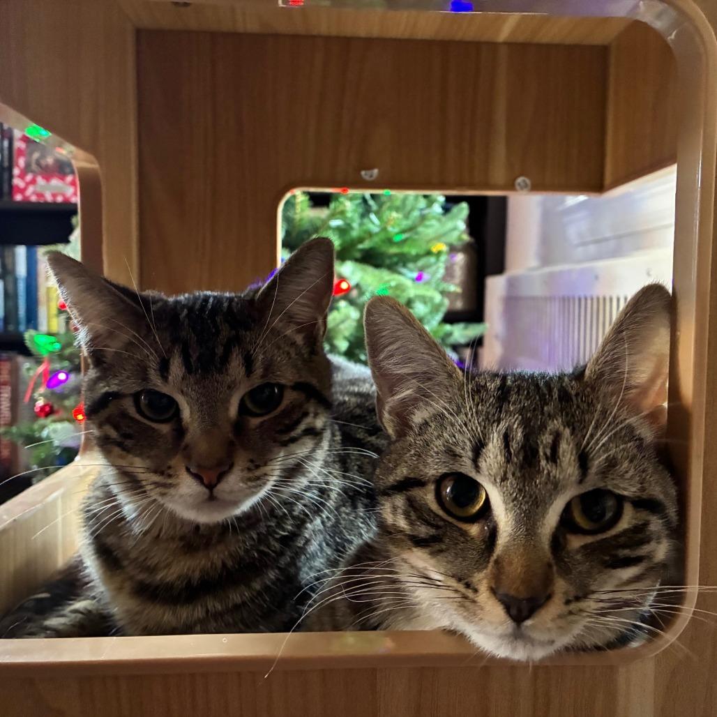 Enlarge Buttercup, a Adoptable Domestic Short Hair in Baltimore, MD image 4/5