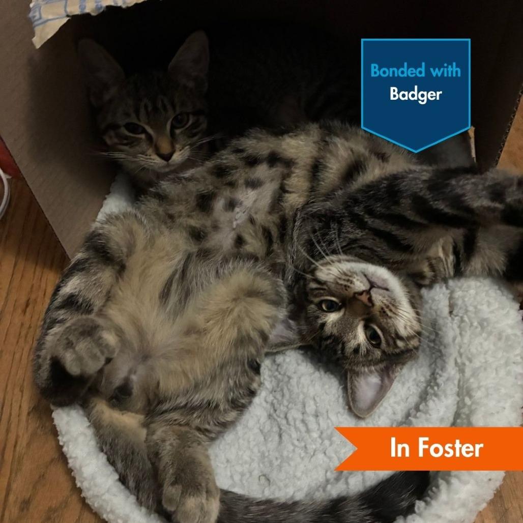 Enlarge Buttercup, a Adoptable Domestic Short Hair in Baltimore, MD image 5/5