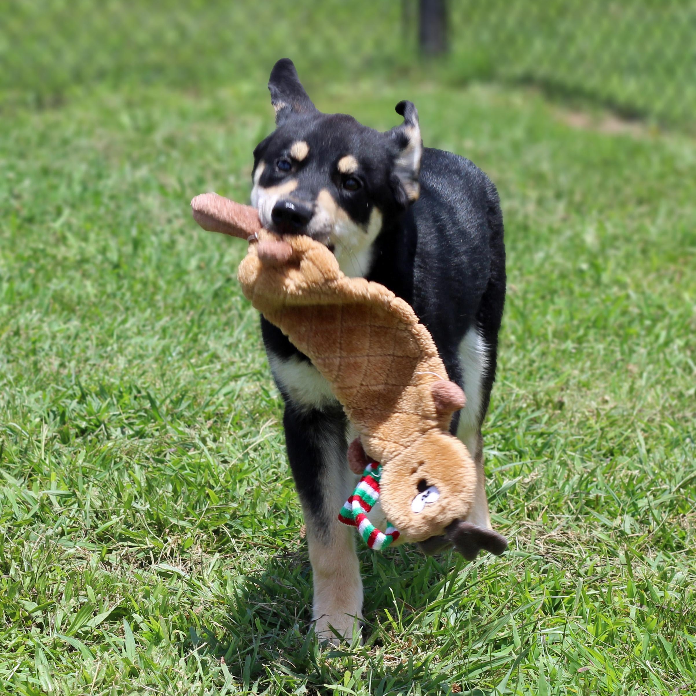 Enlarge Hattie, a ADOPTABLE mixed breed in Lebanon, TN image 6/6