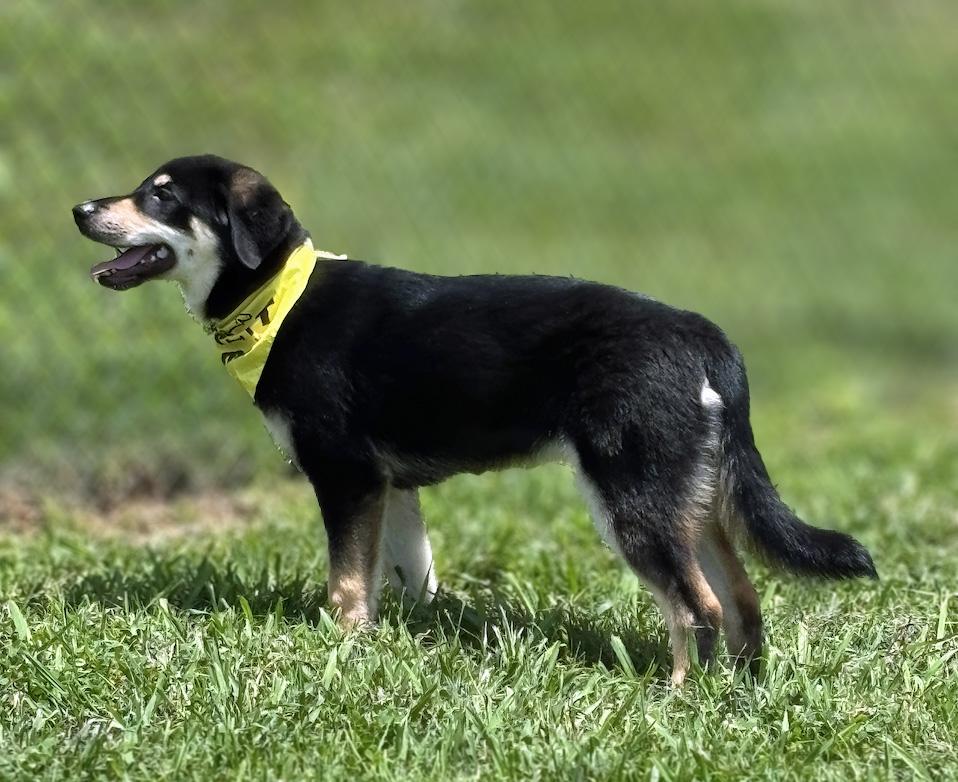 Enlarge Hattie, a ADOPTABLE mixed breed in Lebanon, TN image 5/6