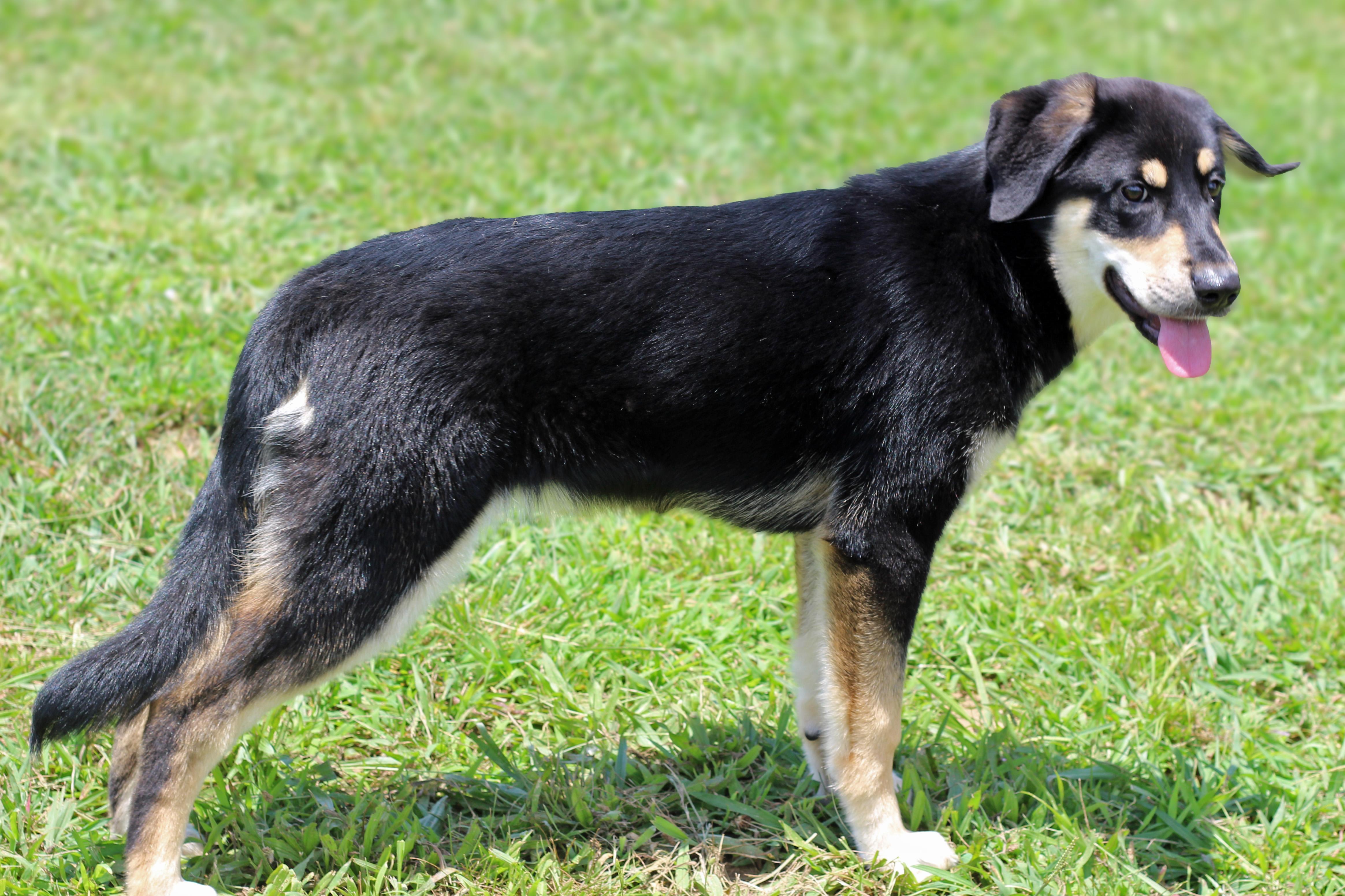 Enlarge Hattie, a ADOPTABLE mixed breed in Lebanon, TN image 3/6