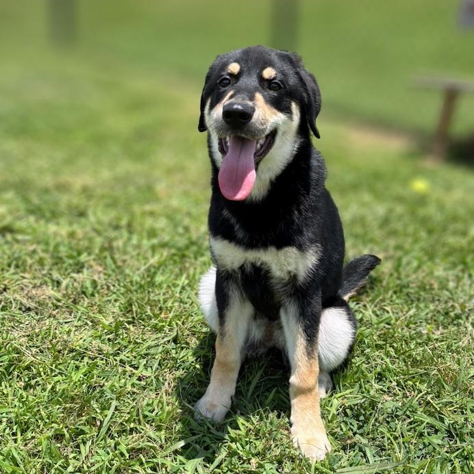 Enlarge Hattie, a ADOPTABLE mixed breed in Lebanon, TN image 4/6