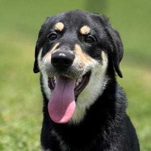 Hattie, ADOPTABLE, Puppy Female German Shepherd Dog.