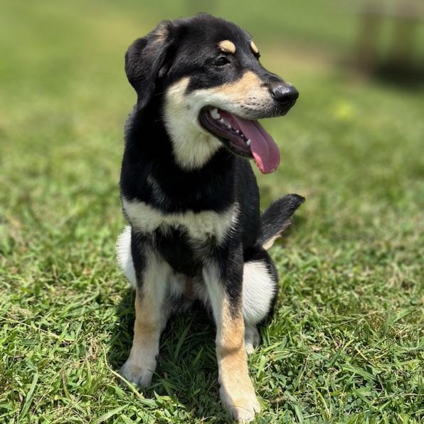 Enlarge Hattie, a ADOPTABLE mixed breed in Lebanon, TN image 2/6