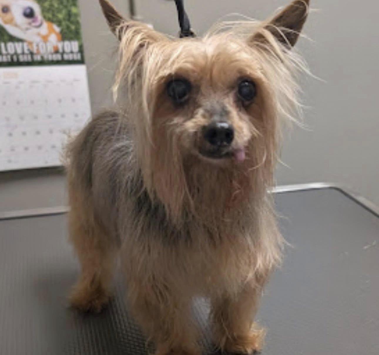 Enlarge Pippa, a Adoptable Yorkshire Terrier in Henderson, NV image 2/2