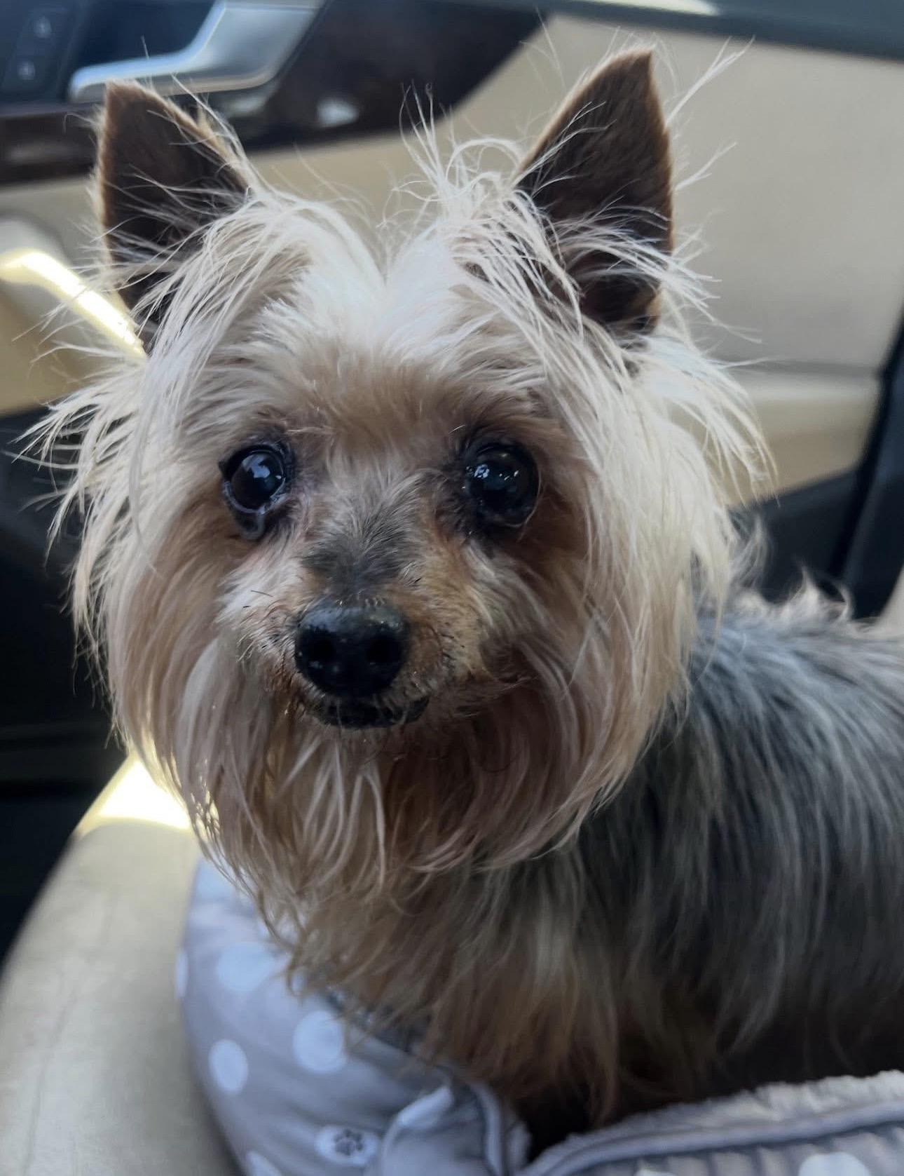 Pippa, Adoptable, Senior Female Yorkshire Terrier.