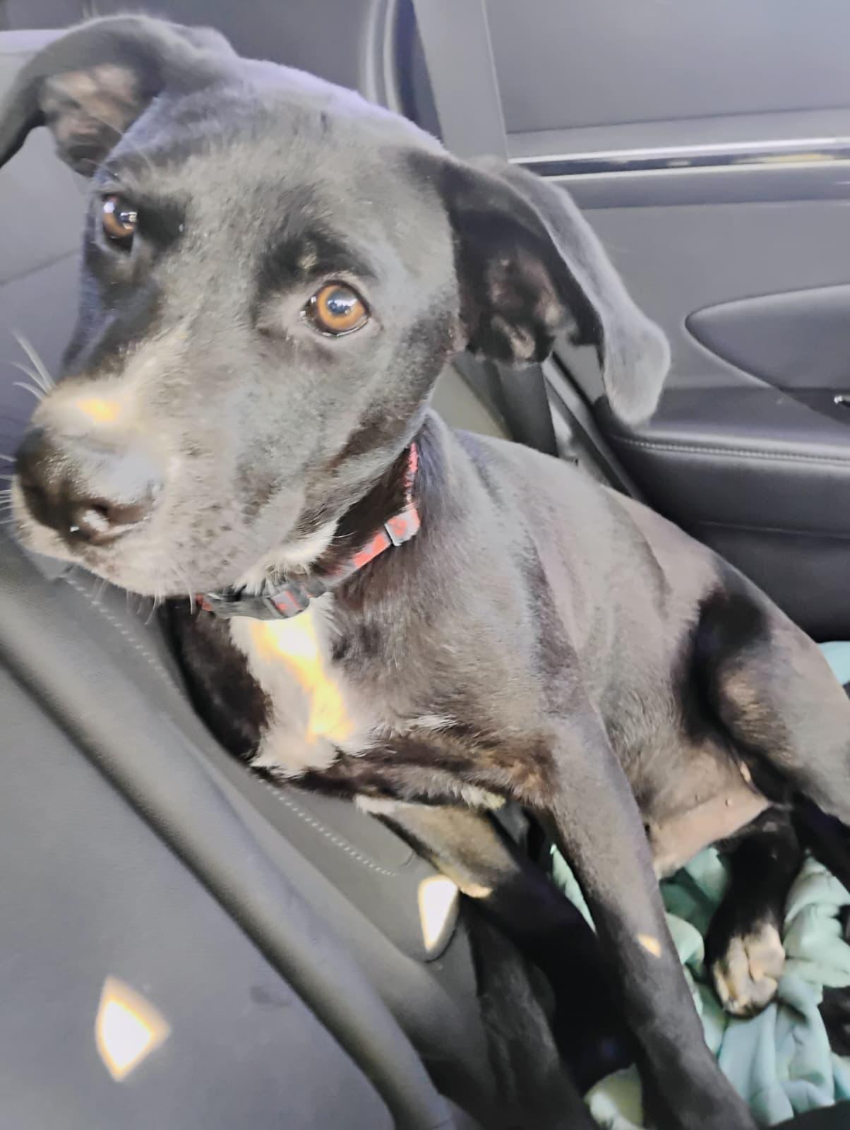 Enlarge THE COUNT, a Adoptable mixed breed in Falls Church, VA image 2/5