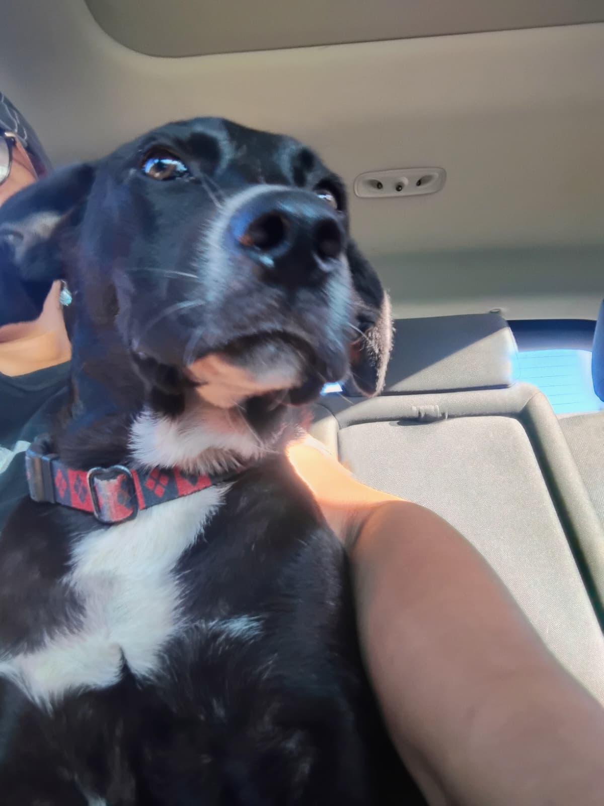 Enlarge THE COUNT, a Adoptable mixed breed in Falls Church, VA image 3/5