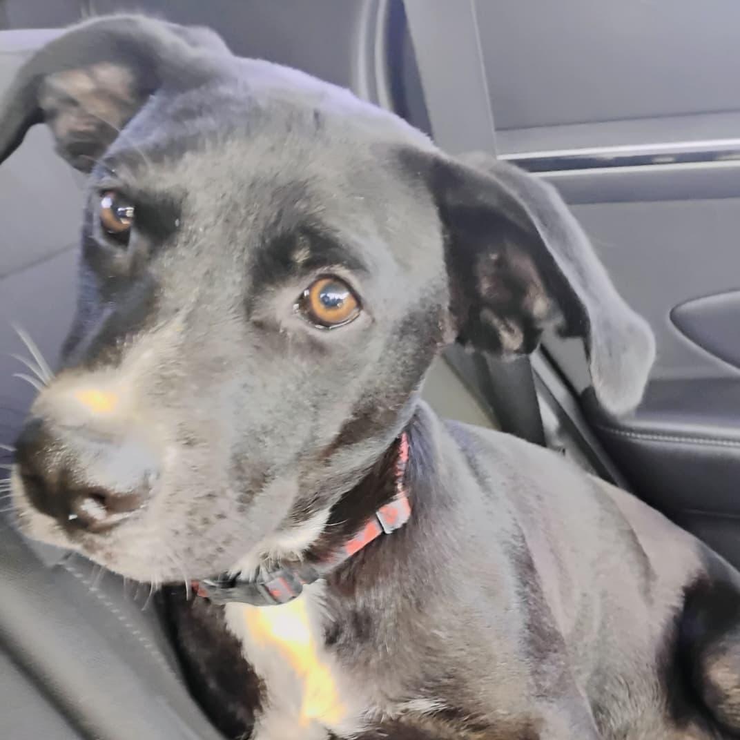 Enlarge THE COUNT, a Adoptable mixed breed in Falls Church, VA image 1/5