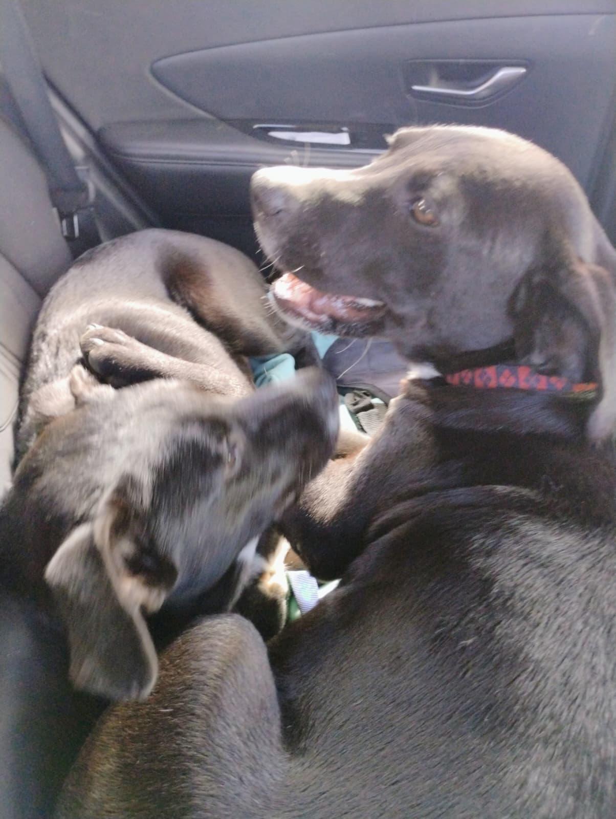 Enlarge THE COUNT, a Adoptable mixed breed in Falls Church, VA image 5/5