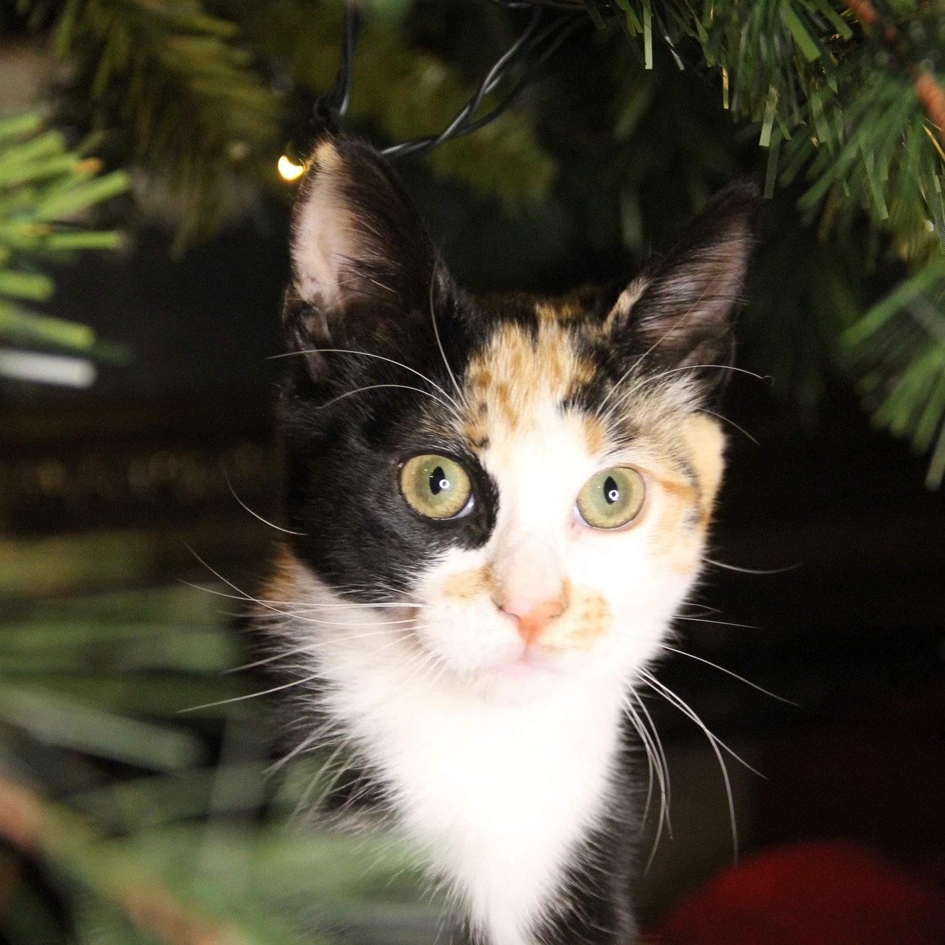 Hemi, Adoptable, Adult Female Calico & Tortoiseshell.