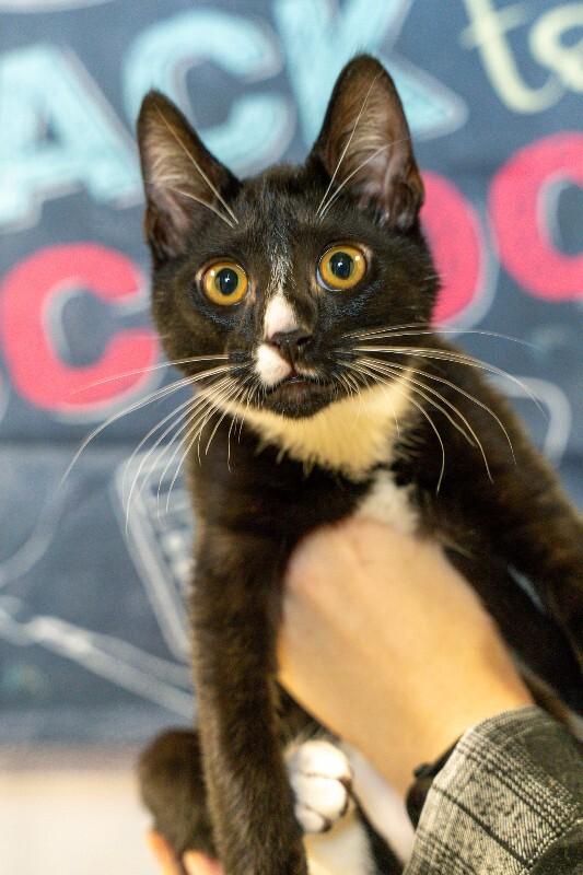 Sunny, Adoptable, Young Male Domestic Short Hair.