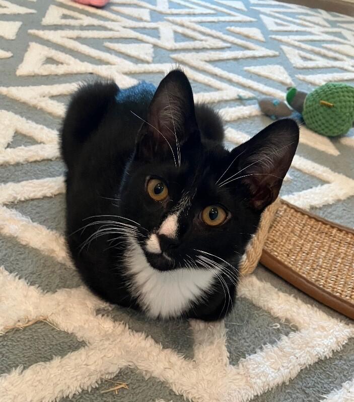 Enlarge Sunny, a Adoptable Domestic Short Hair in Arlington, WA image 2/3