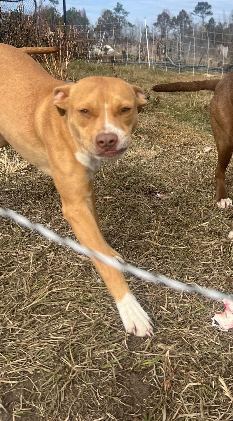 Enlarge Tiny, a Adoptable mixed breed in Thomasville, AL image 1/3