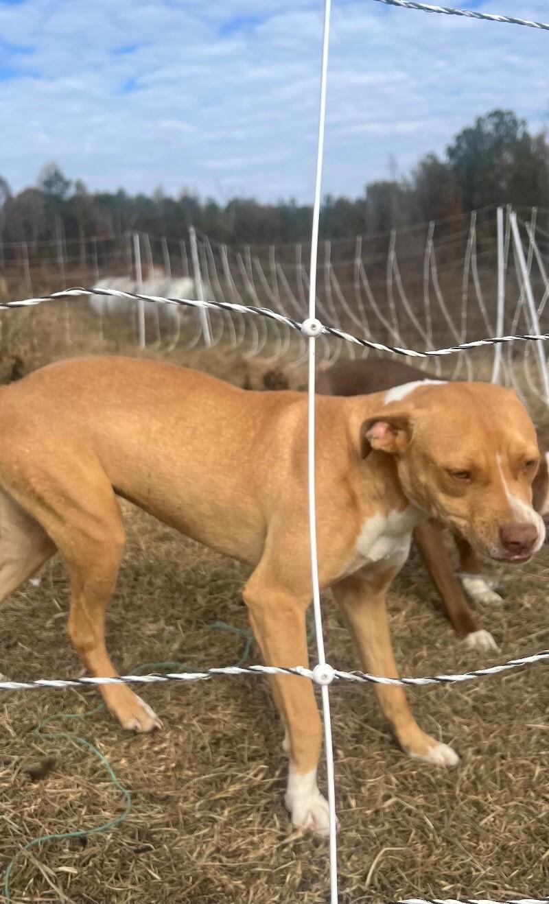 Enlarge Tiny, a Adoptable mixed breed in Thomasville, AL image 2/3