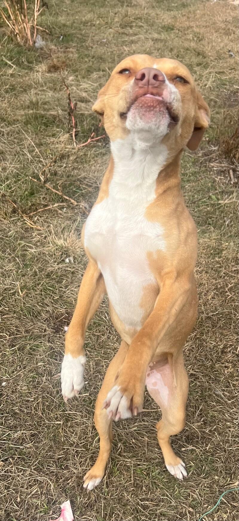 Enlarge Tiny, a Adoptable mixed breed in Thomasville, AL image 3/3