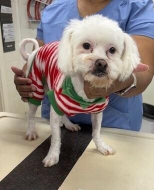 Enlarge Leo, a Adoptable mixed breed in Dawson, GA image 2/2