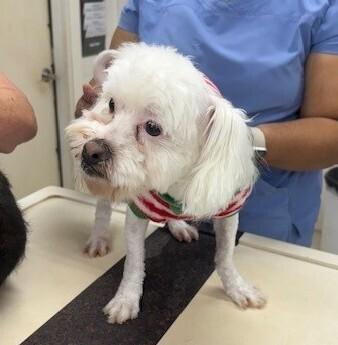 Leo, Adoptable, Young Male Maltese.